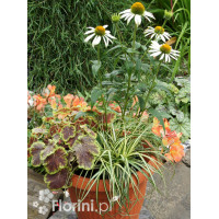 Zestaw nr 2 - bielą muśnięty