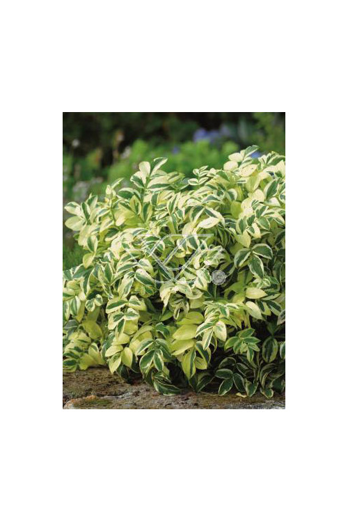 wielosił, polemonium