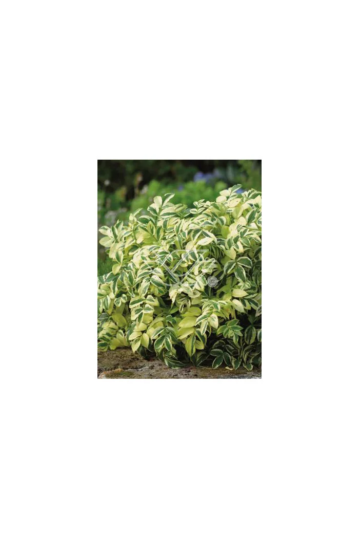 wielosił, polemonium