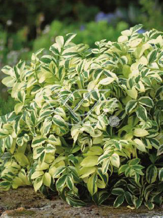 wielosił, polemonium