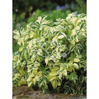 wielosił, polemonium