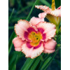 Liliowiec 'Strawberry Candy' | Hemerocallis