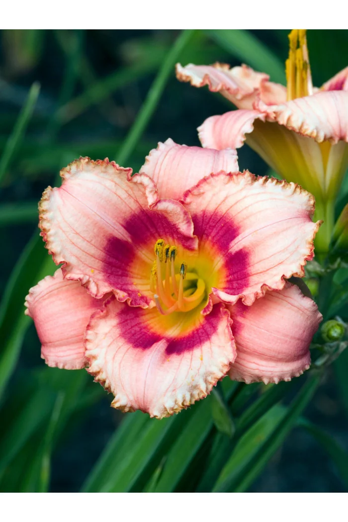 Liliowiec 'Strawberry Candy' | Hemerocallis