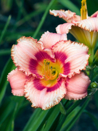 Liliowiec 'Strawberry Candy' | Hemerocallis