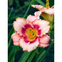 Liliowiec 'Strawberry Candy' | Hemerocallis