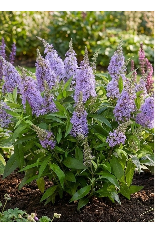 Budleja 'Butterfly Candy Little Lila' | Buddleja dawidii