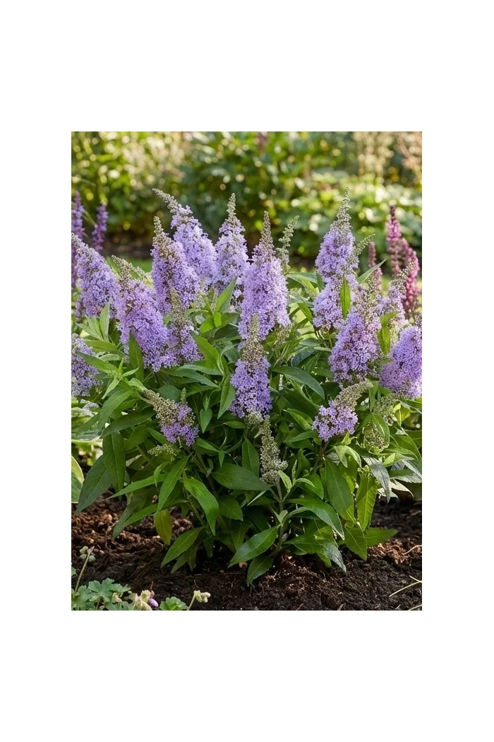 Budleja 'Butterfly Candy Little Lila' | Buddleja dawidii