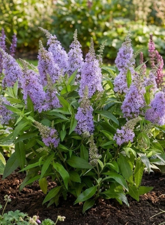 Budleja 'Butterfly Candy Little Lila' | Buddleja dawidii