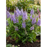 Budleja 'Butterfly Candy Little Lila' | Buddleja dawidii