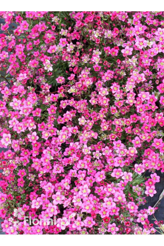 Skalnica Arendsa 'Alpino Early Carnival' | Saxifraga x arendsii