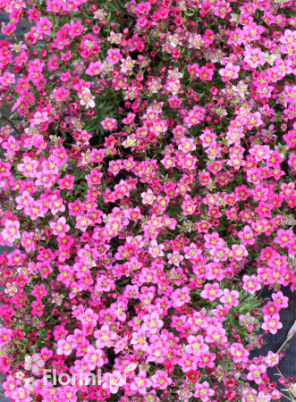 Skalnica Arendsa 'Alpino Early Carnival' | Saxifraga x arendsii