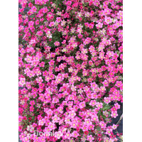 Skalnica Arendsa 'Alpino Early Carnival' | Saxifraga x arendsii