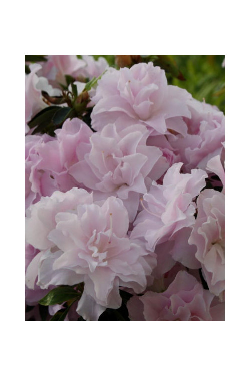 Azalia japońska 'Mrs Nancy Dippel' Azalea japonica