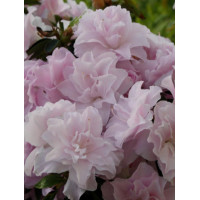 Azalia japońska 'Mrs Nancy Dippel' Azalea japonica