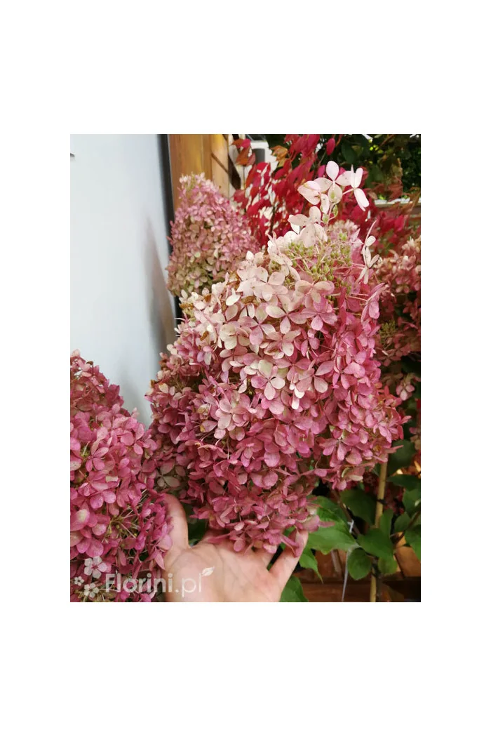 Hortensja bukietowa 'Vanille-Fraise' | Hydrangea paniculata
