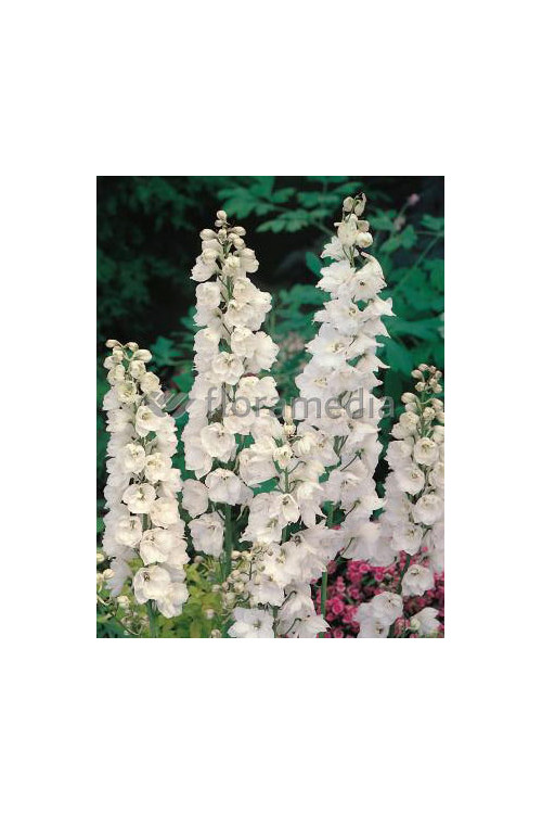 Ostróżka ogrodowa 'Galahad' Delphinium