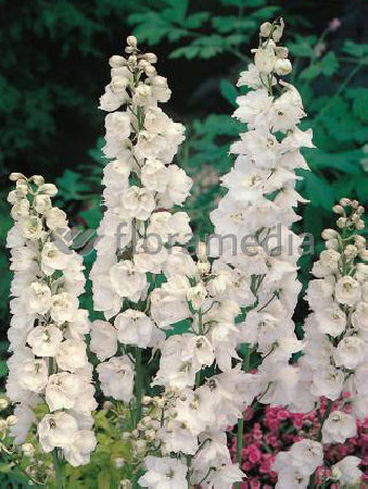 Ostróżka ogrodowa 'Galahad' Delphinium