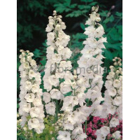 Ostróżka ogrodowa 'Galahad' Delphinium