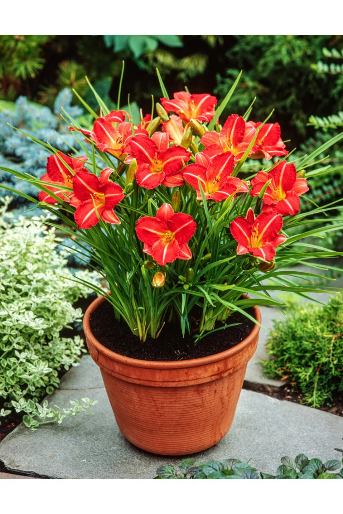 Liliowiec 'Red Rum' | Hemerocallis