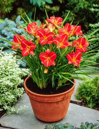 Liliowiec 'Red Rum' | Hemerocallis