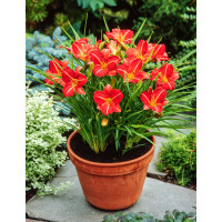 Liliowiec 'Red Rum' | Hemerocallis