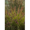 Rozplenica japońska 'National Arboretum' Pennisetum macrouorum