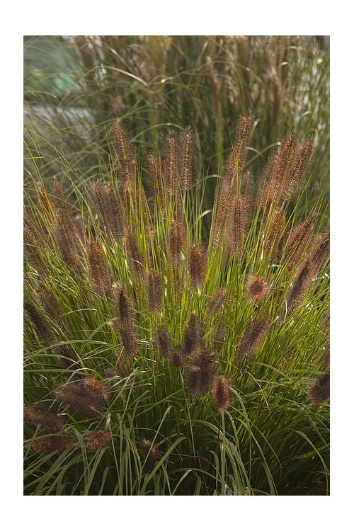 Rozplenica japońska 'National Arboretum' Pennisetum macrouorum