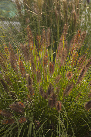 Rozplenica japońska 'National Arboretum' Pennisetum macrouorum