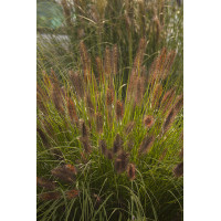 Rozplenica japońska 'National Arboretum' Pennisetum macrouorum