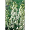 Tojad mocny 'Albus' | Aconitum napellus