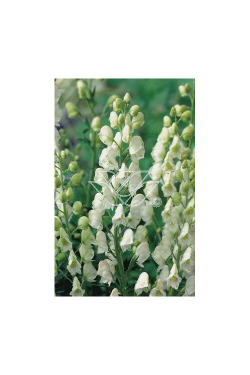 Tojad mocny 'Albus' | Aconitum napellus