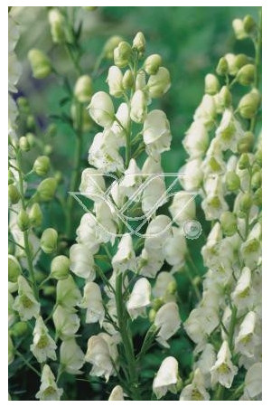 Tojad mocny 'Albus' | Aconitum napellus