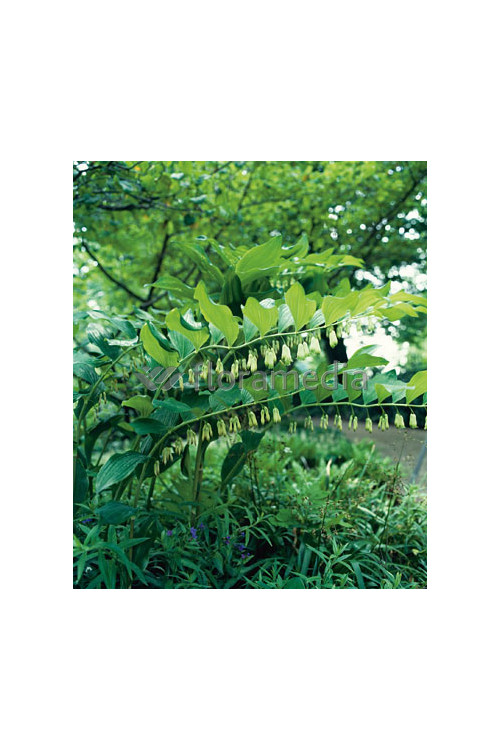 Kokoryczka wonna | Polygonatum odoratum