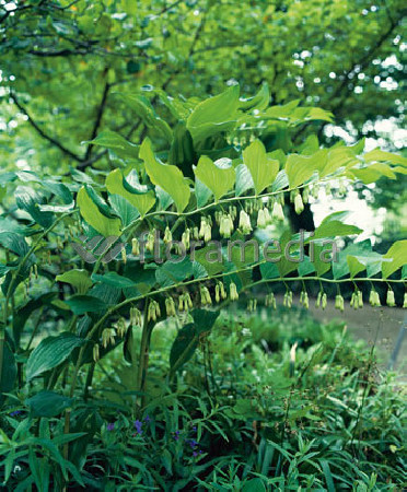 Kokoryczka wonna | Polygonatum odoratum