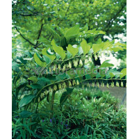 Kokoryczka wonna | Polygonatum odoratum