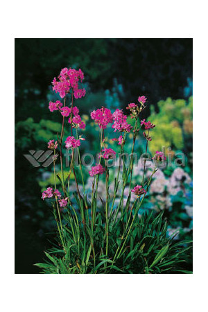 Firletka smółka 'Plena' Lychnis viscaria