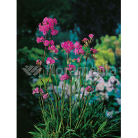 Firletka smółka 'Plena' Lychnis viscaria