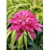 Jeżówka 'Mini Belle' | Echinacea