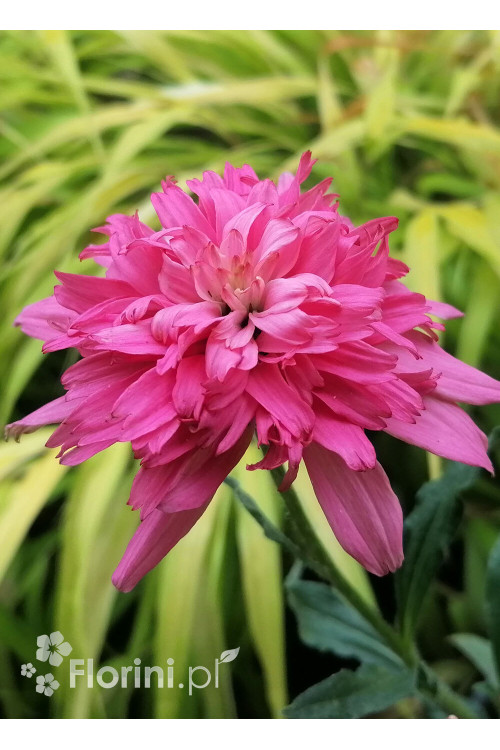 Jeżówka 'Mini Belle' | Echinacea