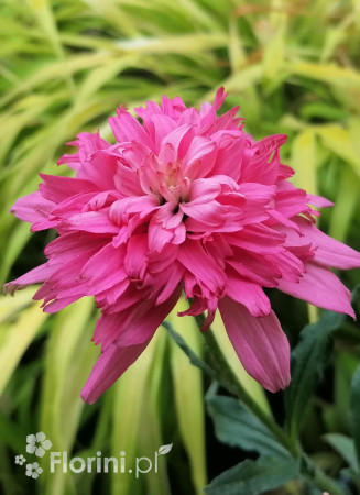 Jeżówka 'Mini Belle' | Echinacea