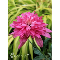 Jeżówka 'Mini Belle' | Echinacea