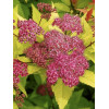 Tawuła japońska 'Goldflame' | Spirea japonica