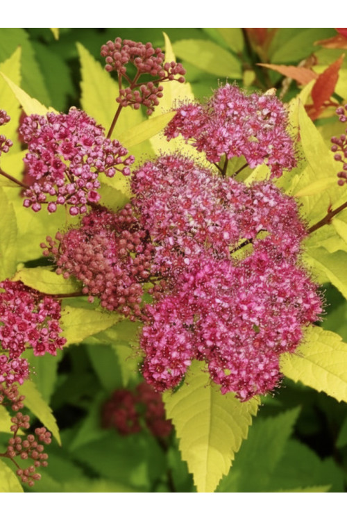 Tawuła japońska 'Goldflame' | Spirea japonica