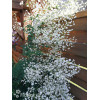 Rutewka 'White Cloud' | Thalictrum