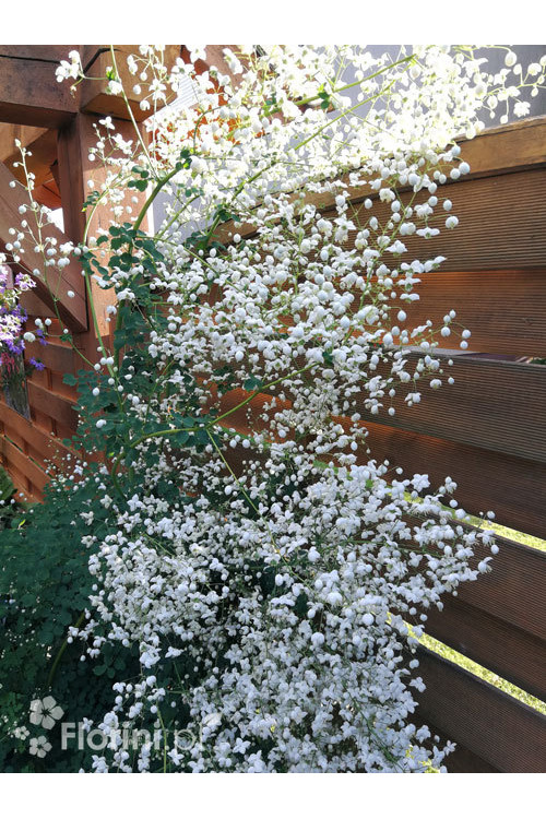 Rutewka 'White Cloud' | Thalictrum