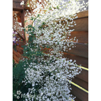 Rutewka 'White Cloud' | Thalictrum