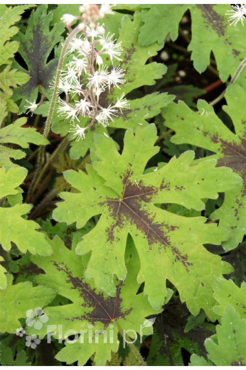 Tiarella 'Timbuktu' Tiarella