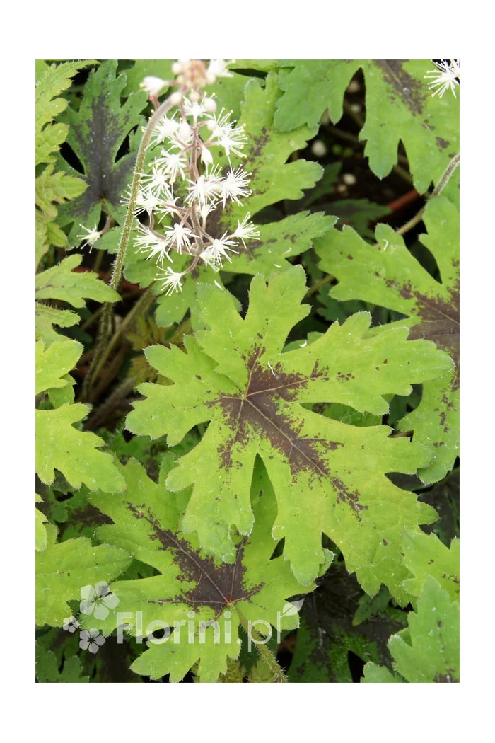 Tiarella 'Timbuktu' Tiarella