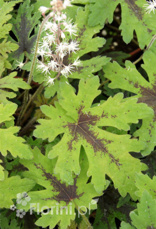 Tiarella 'Timbuktu' Tiarella