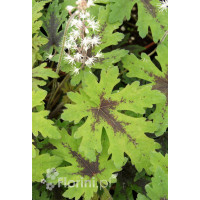 Tiarella 'Timbuktu' Tiarella